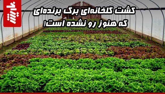 کشت گلخانه‌ای برگ برنده‌ای که هنوز رو نشده است!