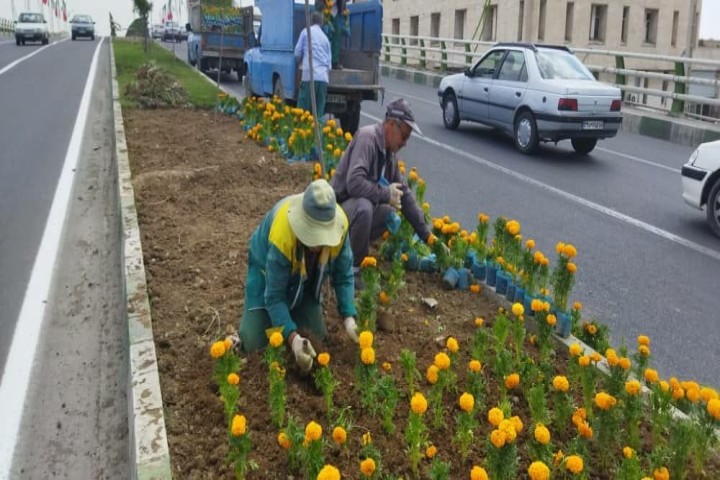 تداوم کاشت گل در بوستان های شهری ارومیه