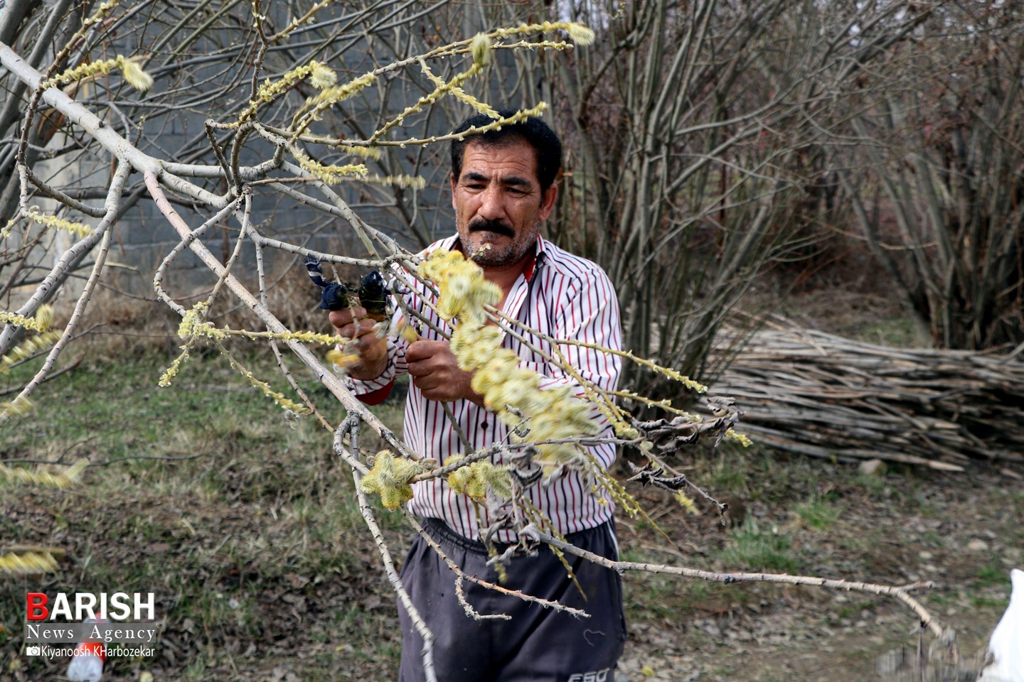 برداشت بیدمشک در ارومیه