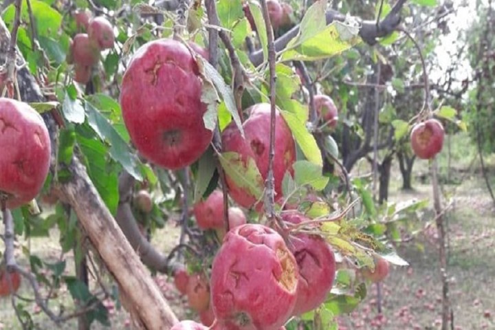 خسارت ۲۰۰ میلیارد تومانی بارش تگرگ به باغات سلماس