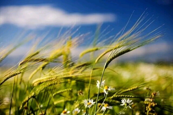تشدید سرعت وزش باد و بارش ها در آذربایجان غربی