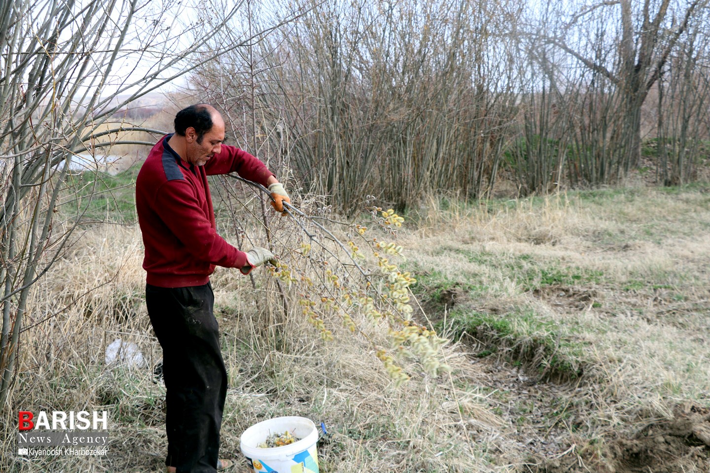 برداشت بیدمشک در ارومیه