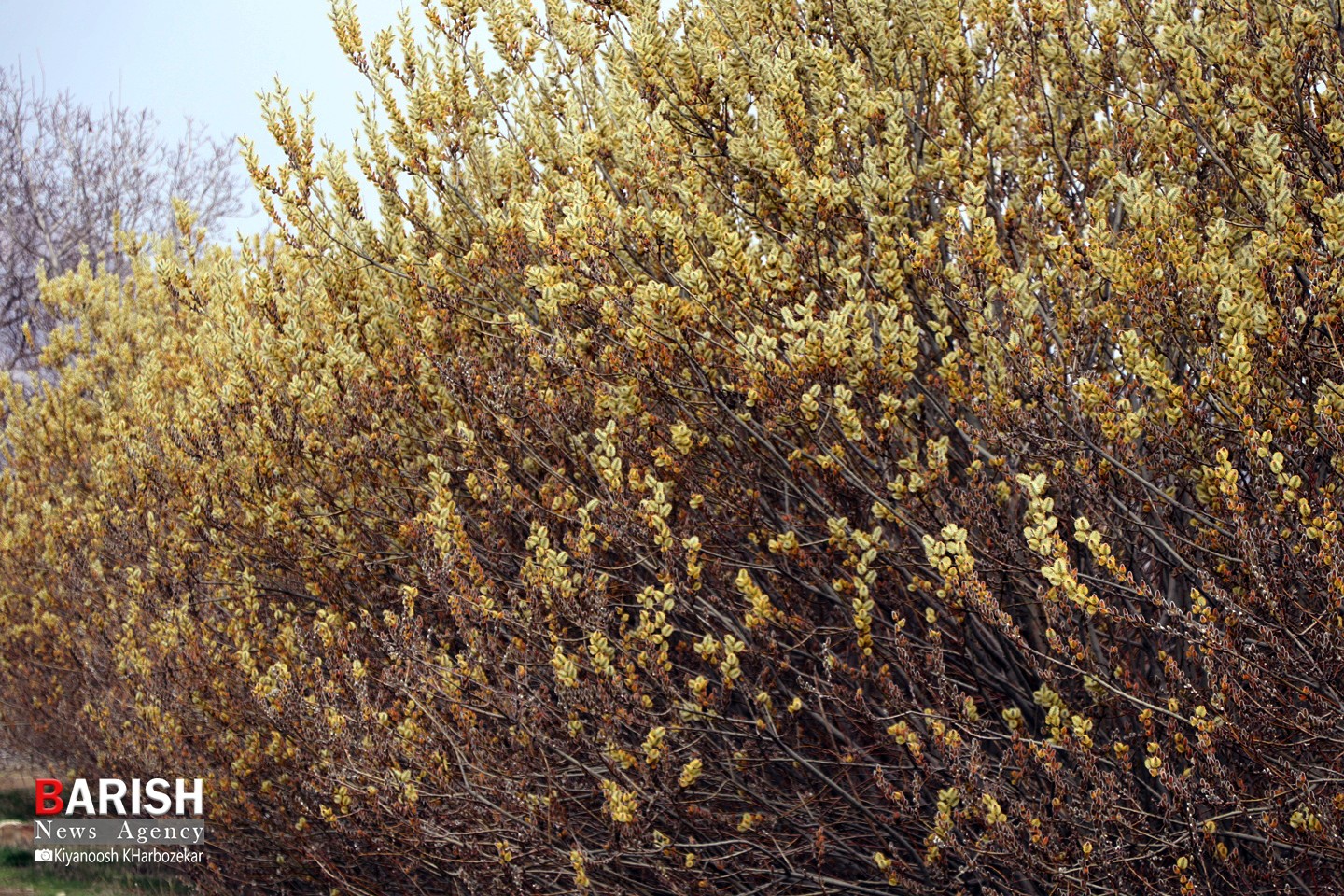 برداشت بیدمشک در ارومیه