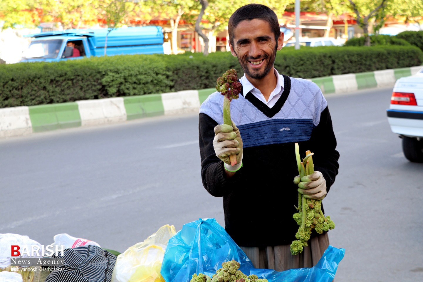 آغاز فصل برداشت و فروش گیاهان کوهی خوراکی در ارومیه