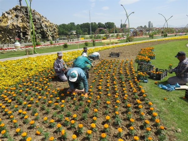 تغییر الگوی کاشت گیاهان فضای سبز برای صرفه‌جویی در مصرف آب