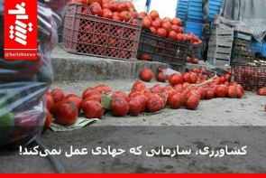 کشاورزی، سازمانی که جهادی عمل نمی‌کند!