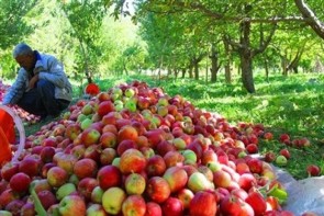 لزوم توجه مسئولان نسبت به رفع مشکلات کشاورزان آذربایجان‌غربی