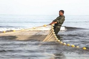 شاه میگوی آذربایجان غربی به 4 کشور صادر می شود