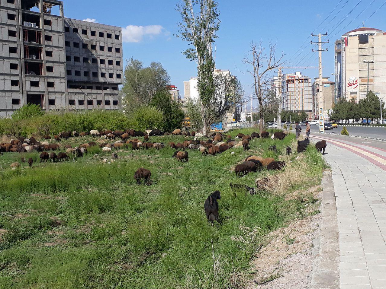 ارومیه کلانشهری امن برای چرای گوسفندان!