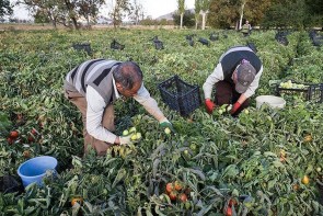 گوجه فرنگی از محصولات معروف استان آذربایجان غربی