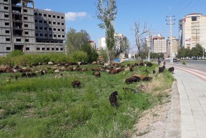 ارومیه کلانشهری امن برای چرای گوسفندان!